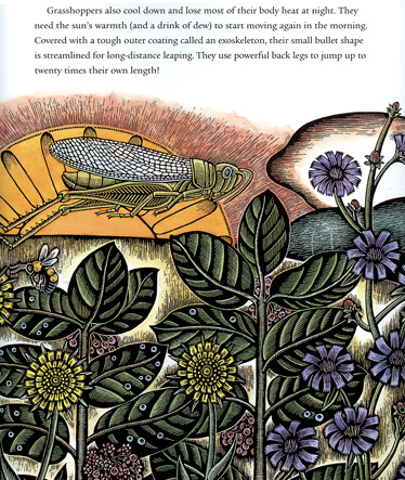 Butterfly Eyes Grasshopper